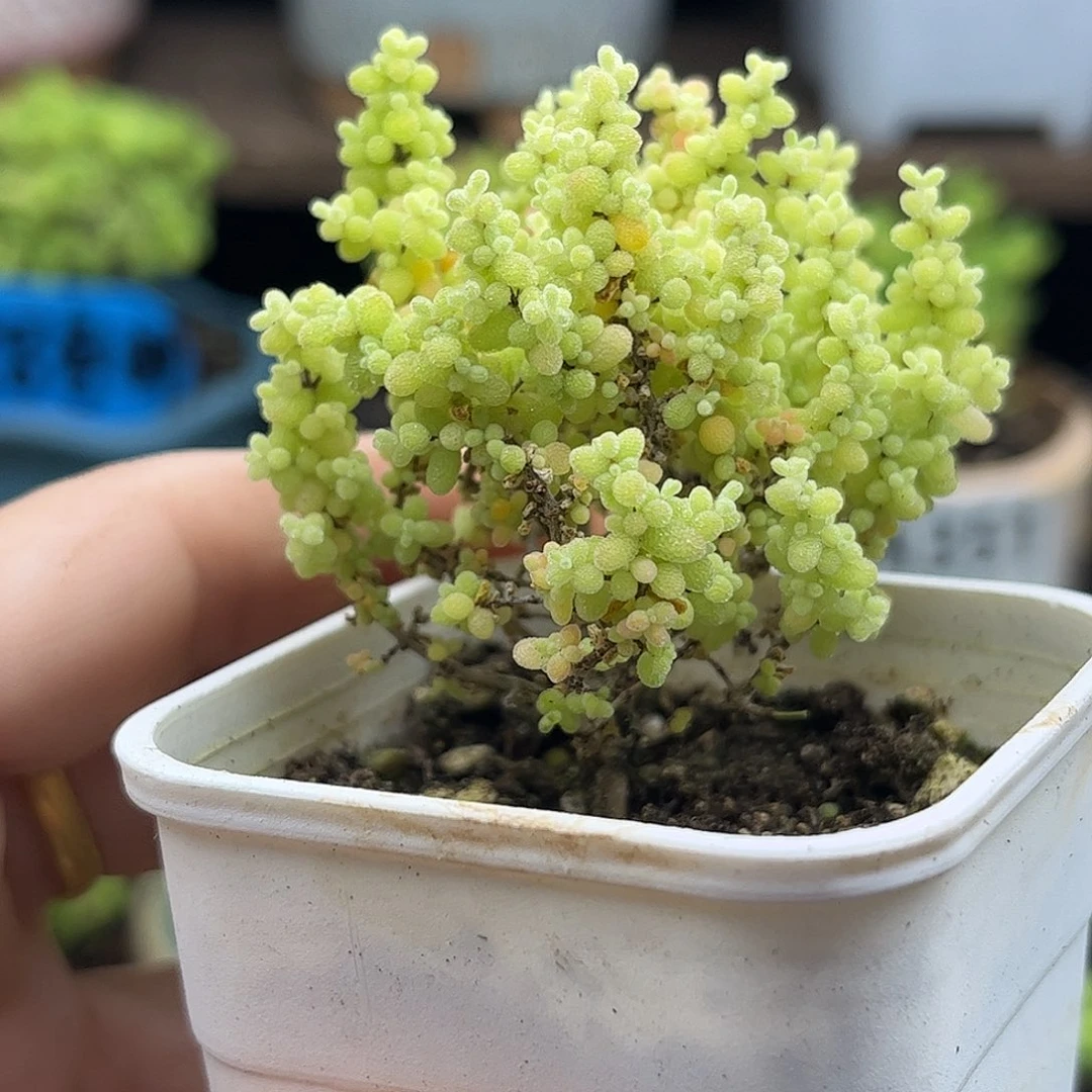 38小小米优选枝干番杏