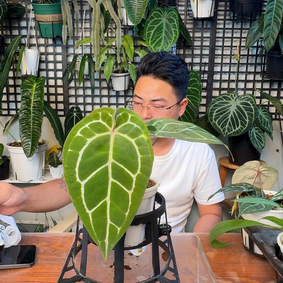 无花朵兔***画一物一拍F70