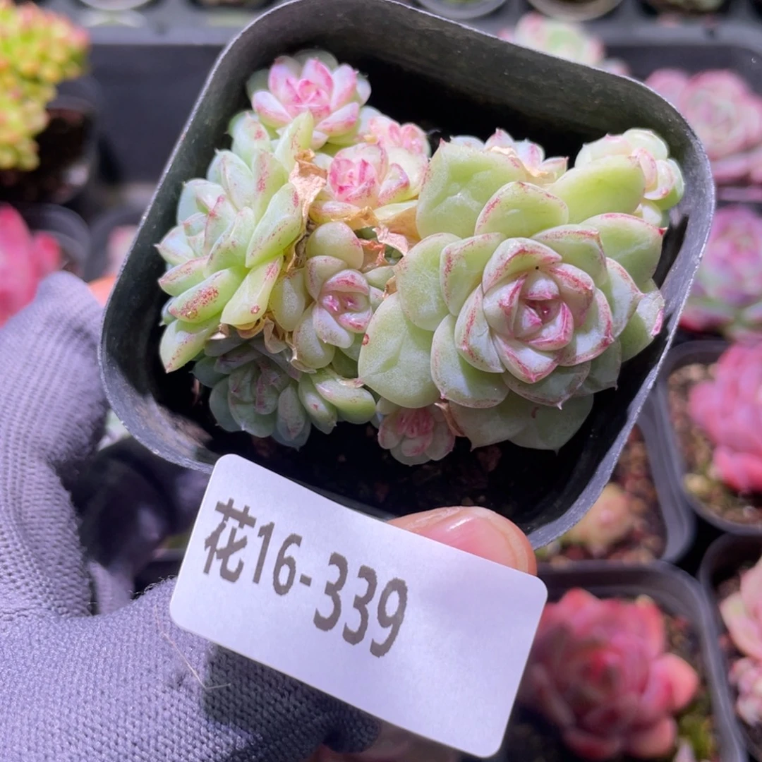 花利美16-339白天鹅