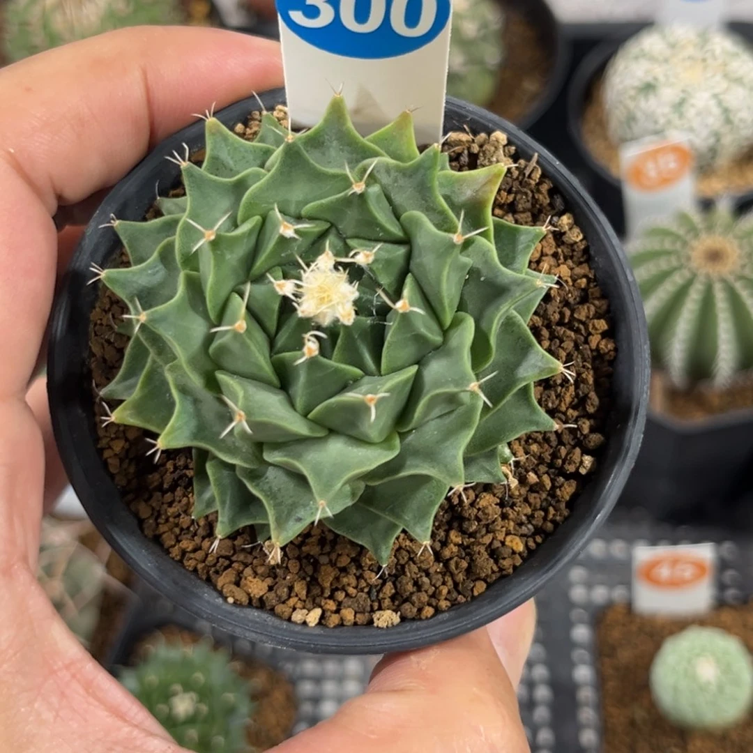 300是说帝冠带盆带土