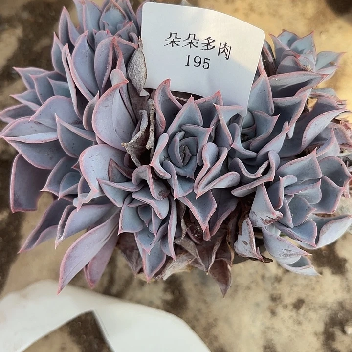 闪购195呀呀呀呀呀呀呀呀
