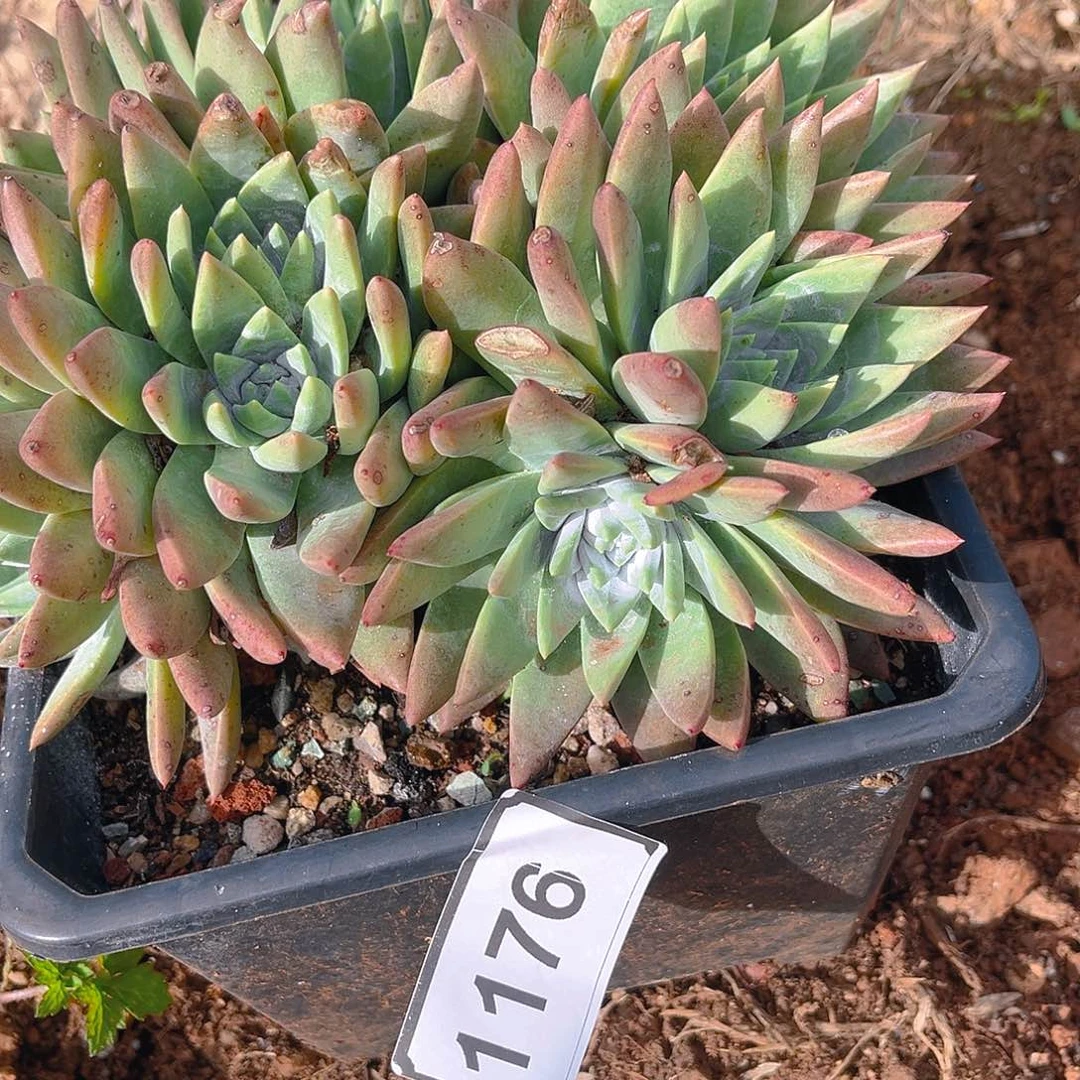 刘*毛大宽叶白雪带盆1176