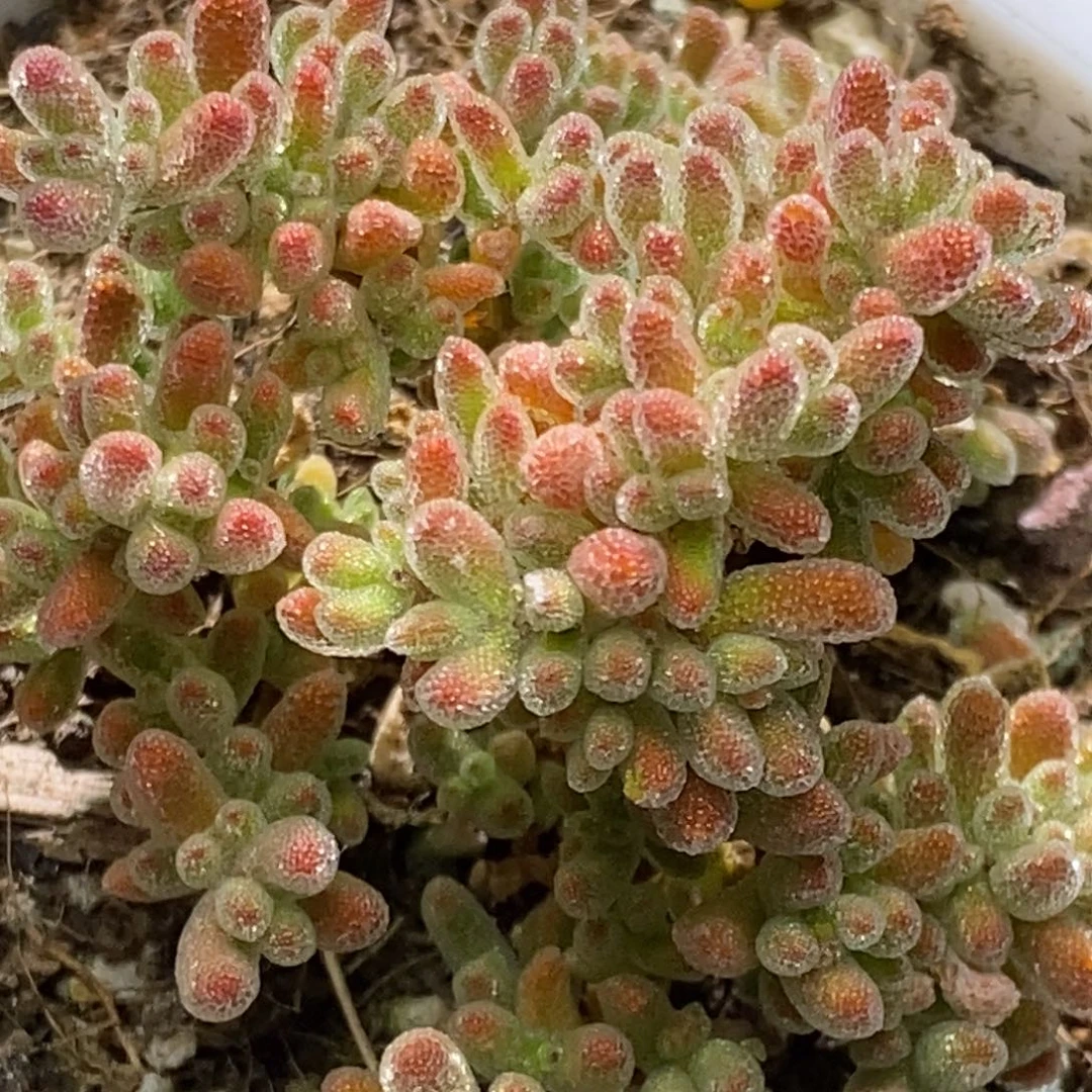 冰晶杂枝干番杏A518