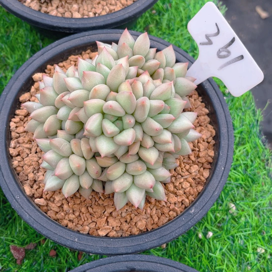 俊*361fghhhhhhjnnnn