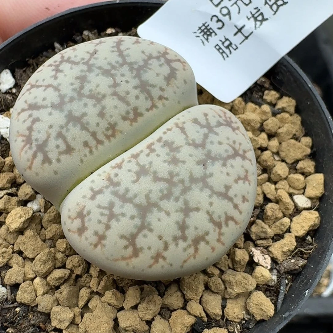 795多肉哈哈哈哈哈哈哈哈哈