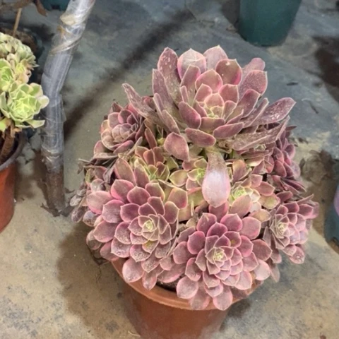 金丝雀多肉植物046