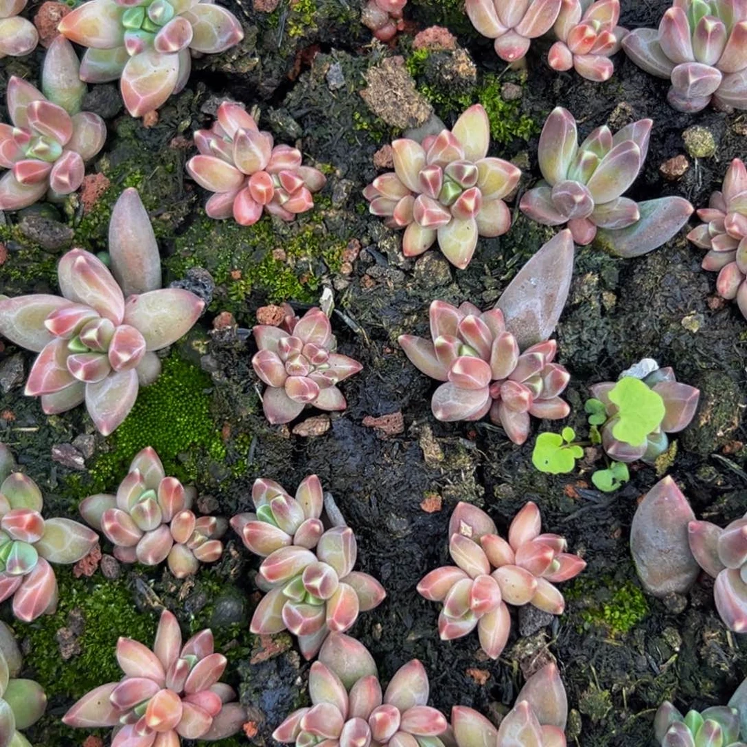 15颗大小不等大小不等