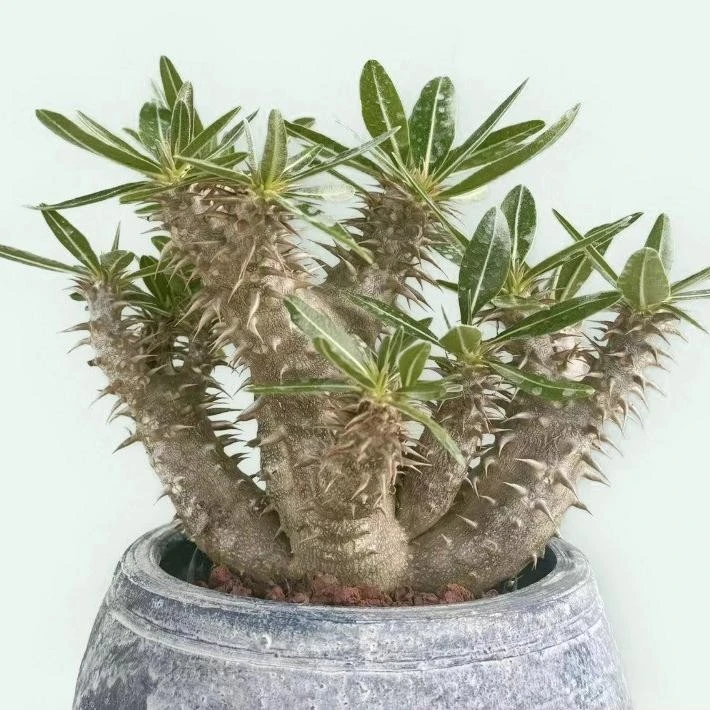 多肉植物 城南别院  西巴女王一物一拍块根多肉植物