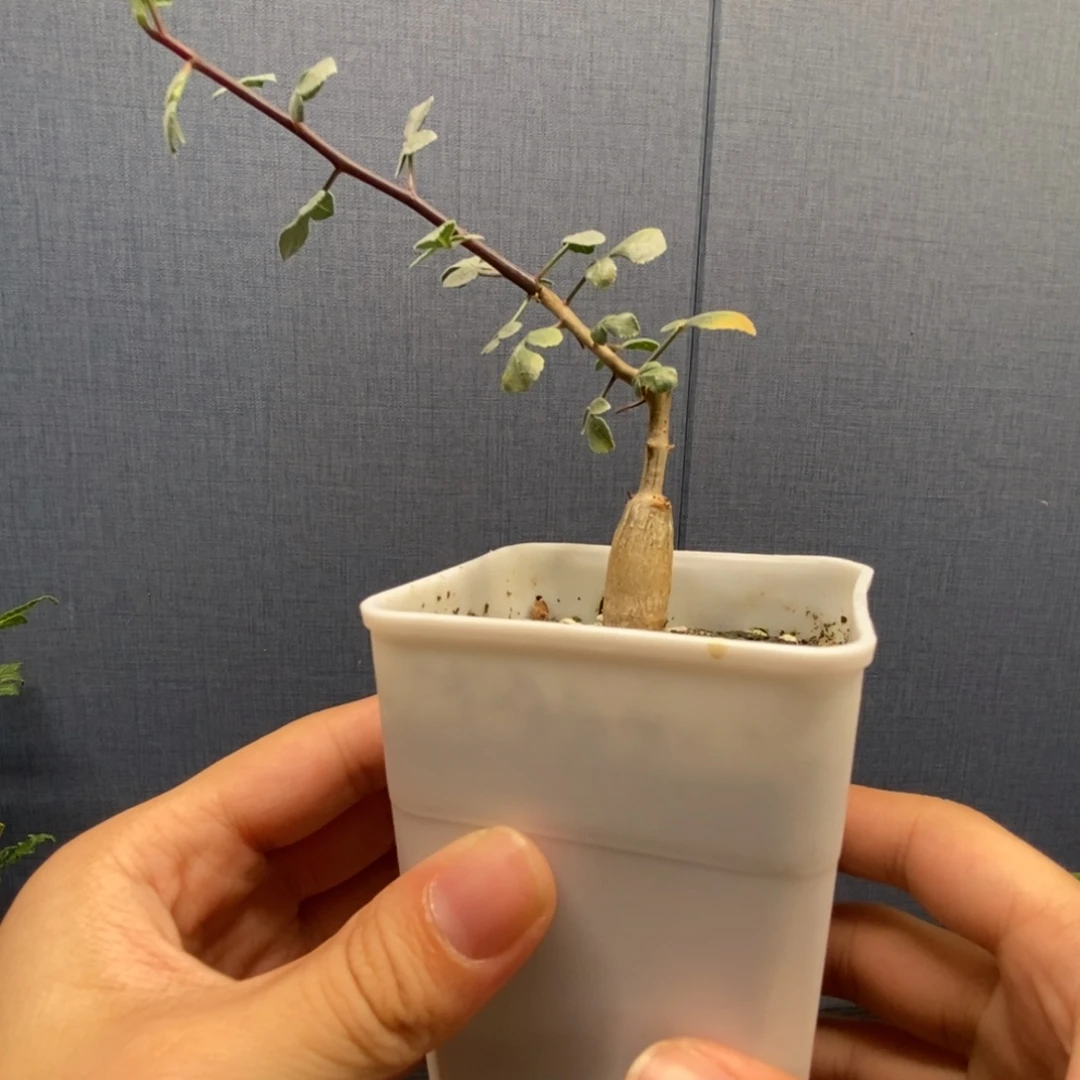 银叶没药实生橄榄