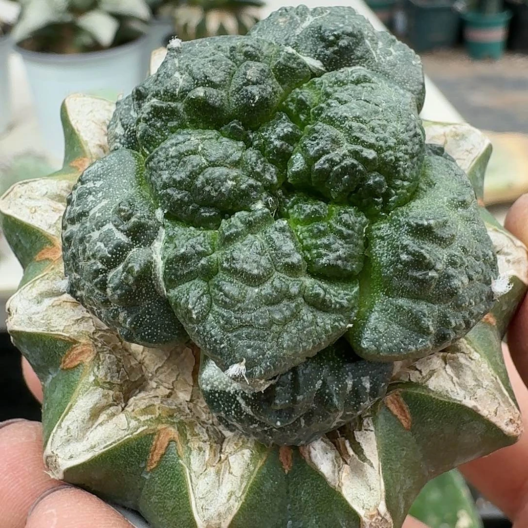 【闪购商品】无花朵大尤连山443