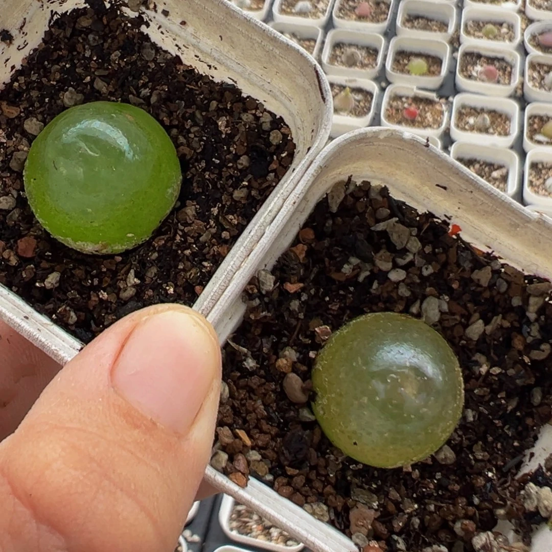 陈***嘻69多肉植物百科植物