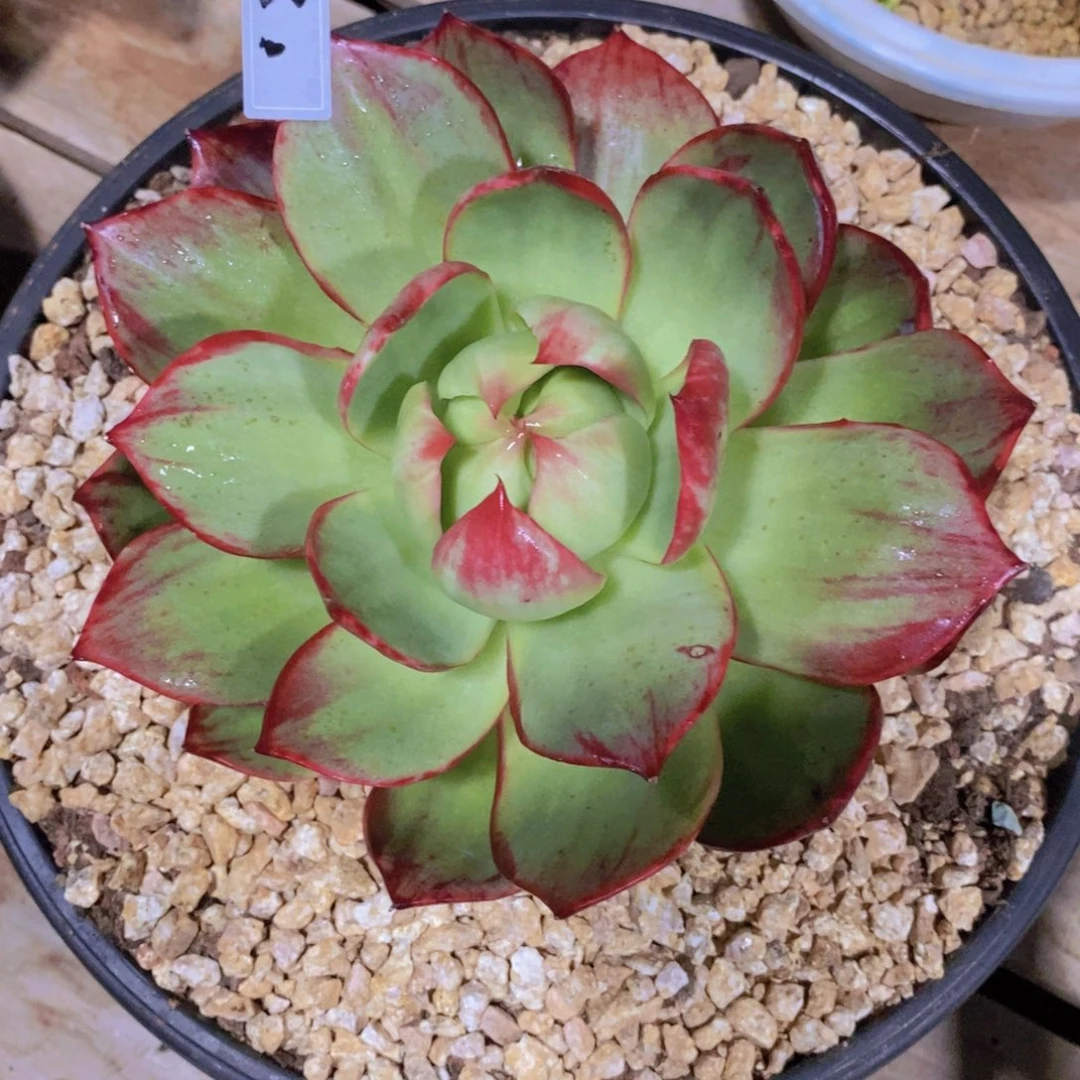 喜***在福利惊鸿13