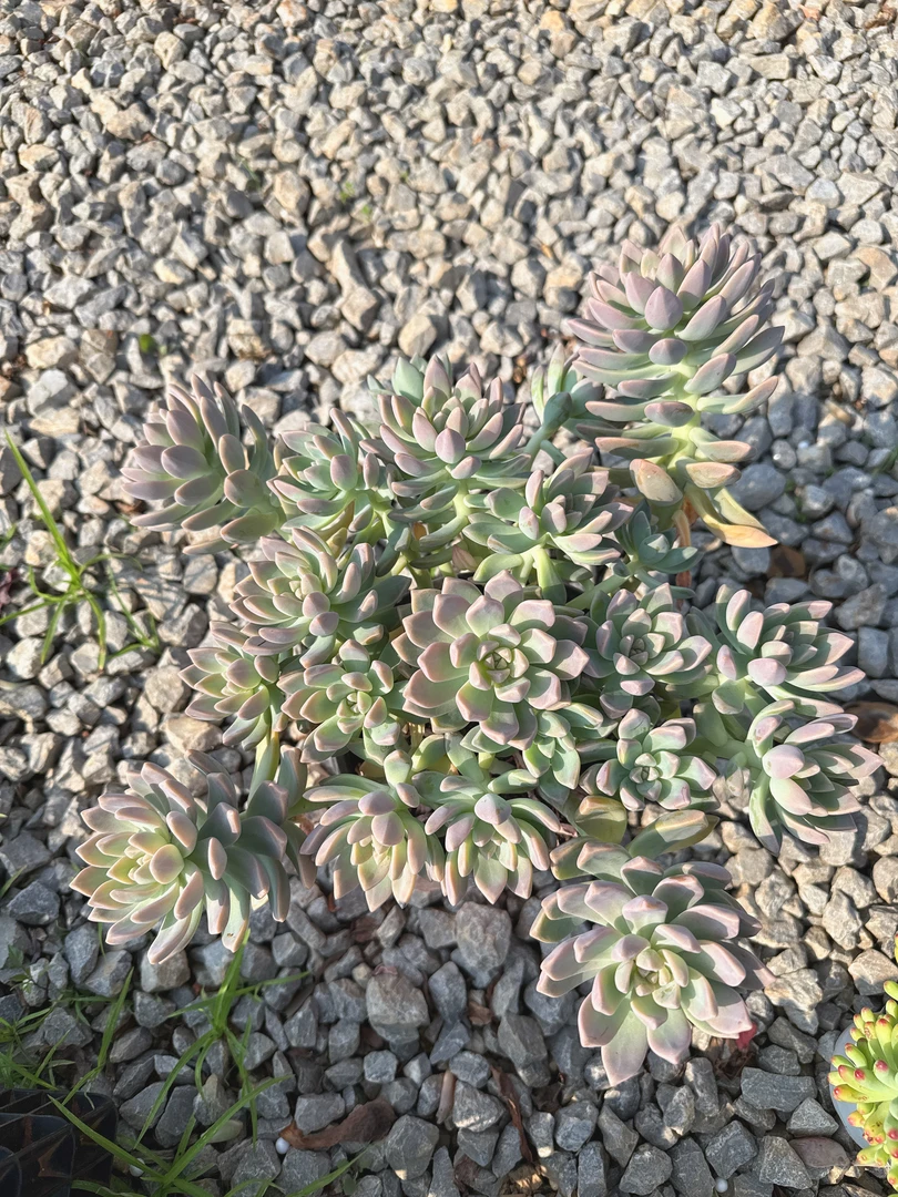 淡雪         多肉植物