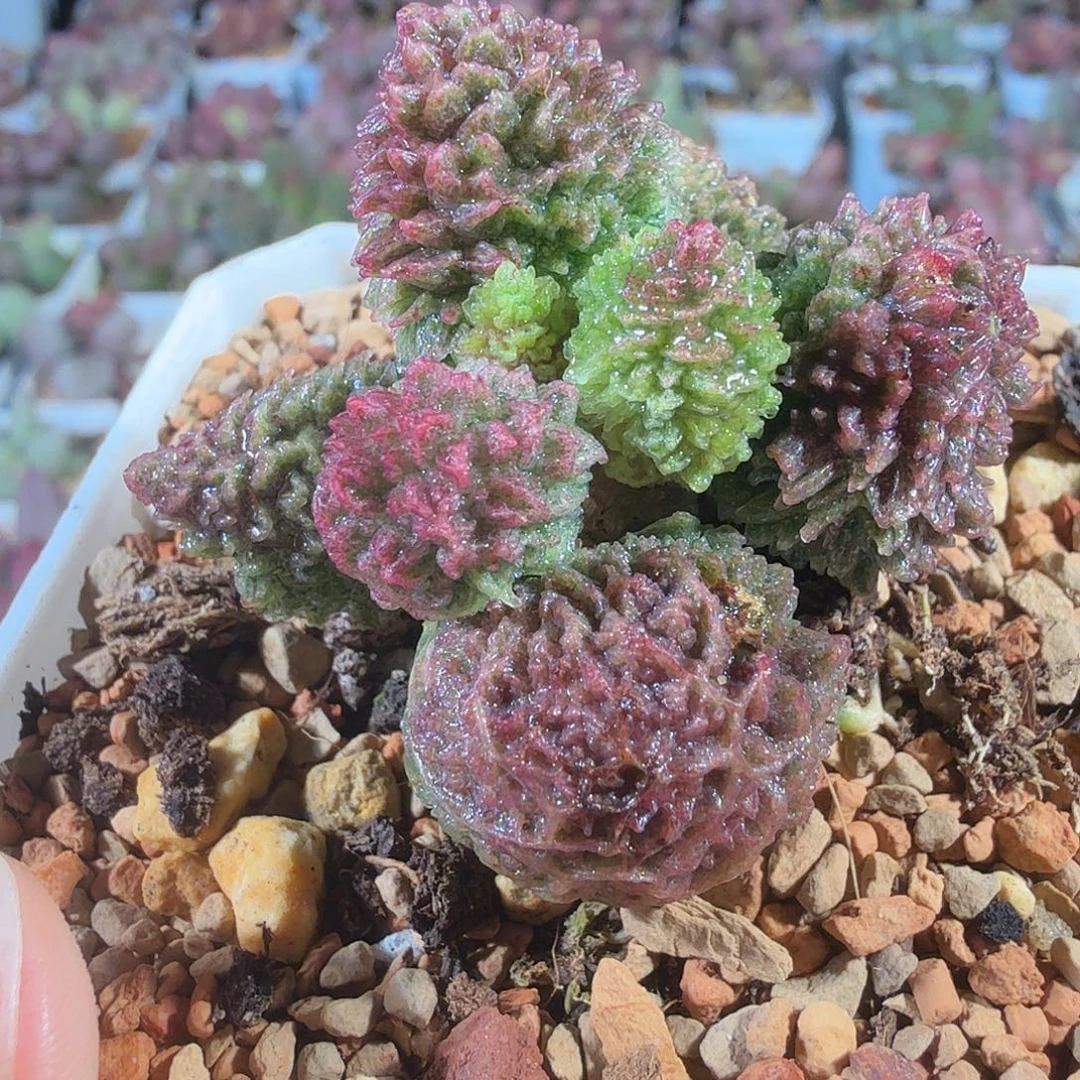 朱紫玉