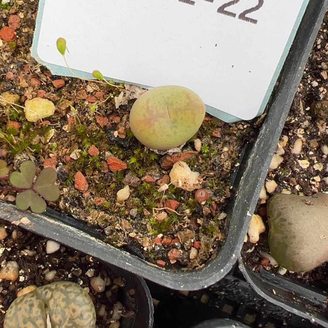 旁**多21-22毛杂多肉植物，