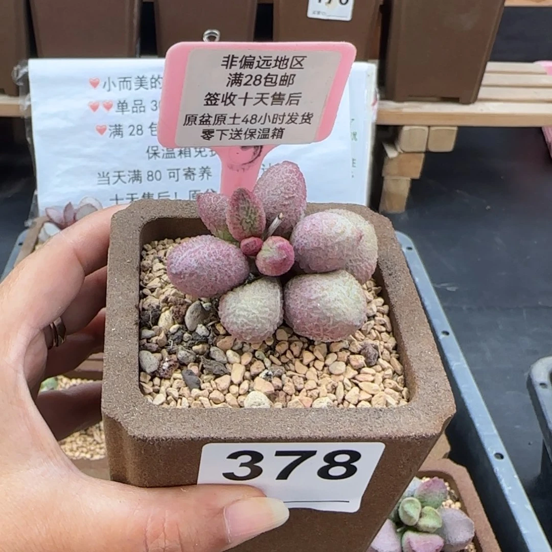 378糖果多肉的植物