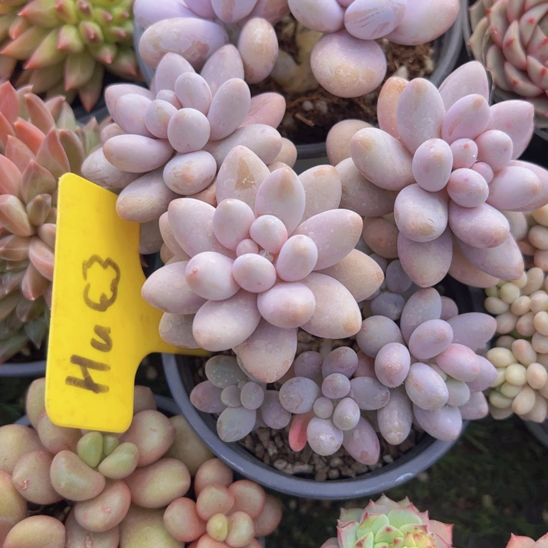 香玉的故事是一个人的故事