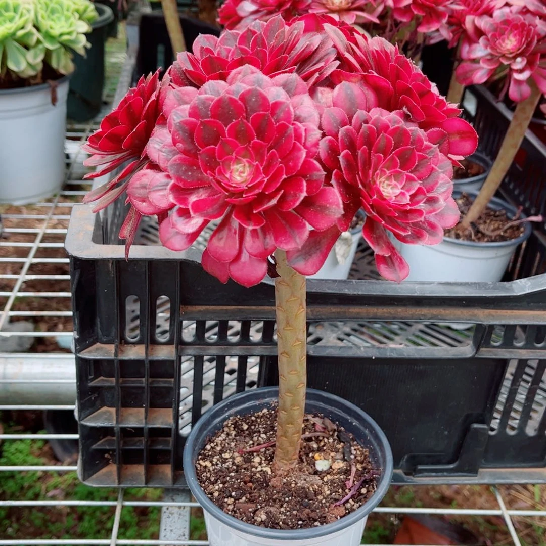 小号黑天鹅量拍多肉法师一个（颜色会深，15左右冠）