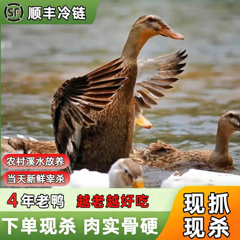 【618返场】农家散养4年老鸭子土鸭新鲜现杀 肉实骨硬 顺丰冷链