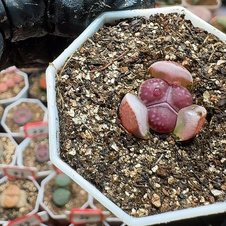 一*生石花23:：：。  96号