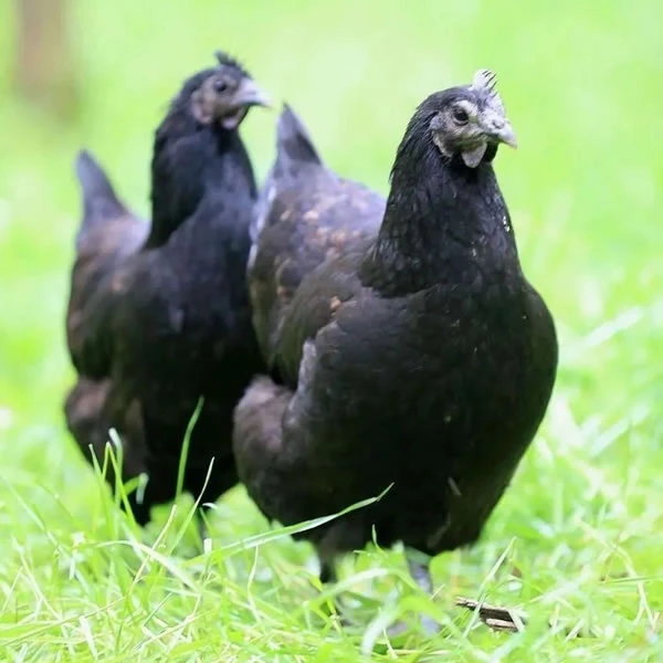 宠物鸡五黑鸡 绿壳鸡 活鸡 包邮发货
