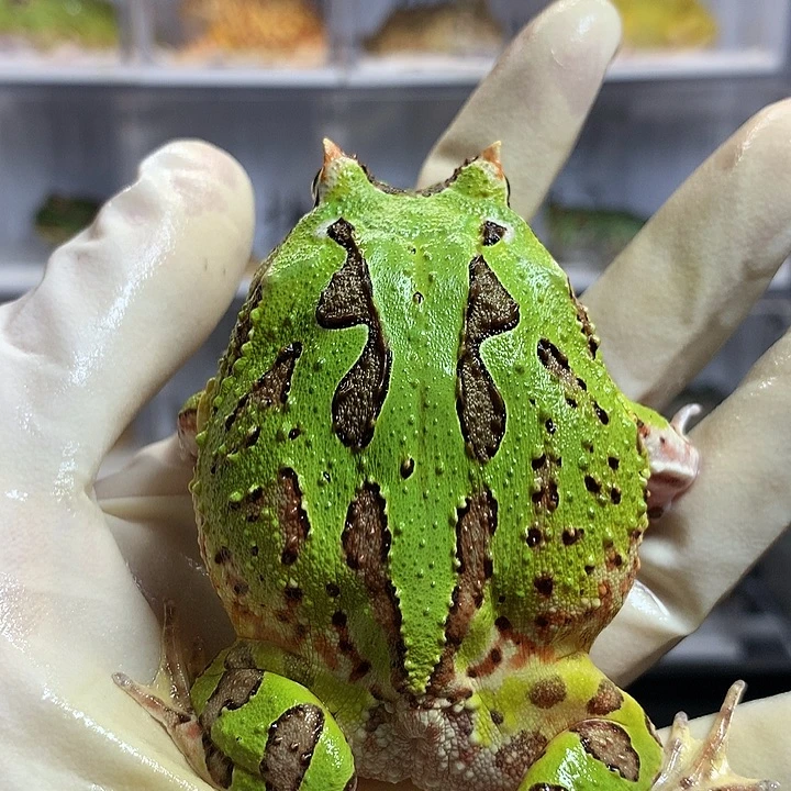 角蛙粗连纹蝴蝶公7厘米左右002