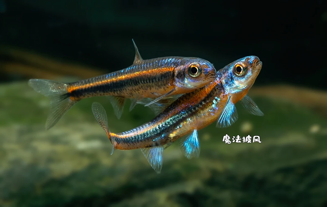 紫光精灵鱼淡水观赏鱼小型耐寒冷水原生鱼（已发色  5-6厘米 10条）