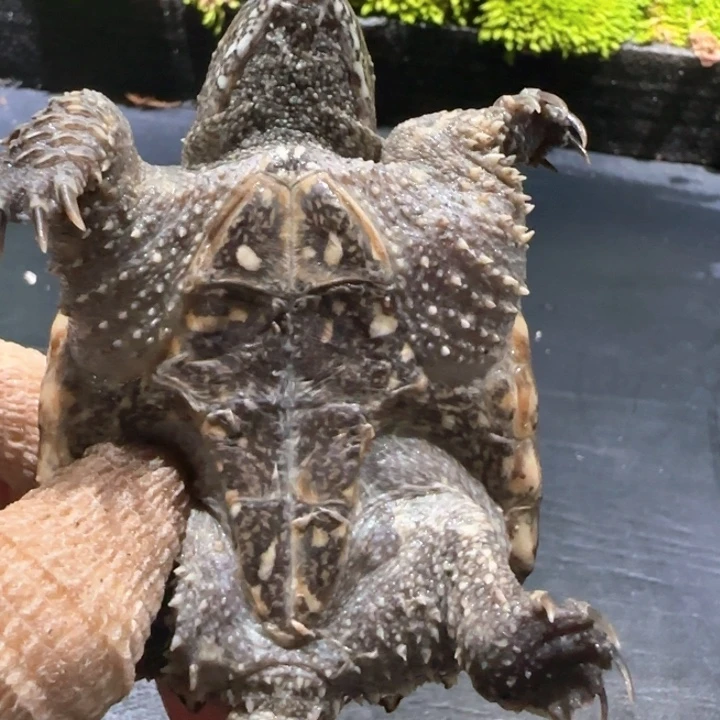 奇***画小鳄龟母不分公母