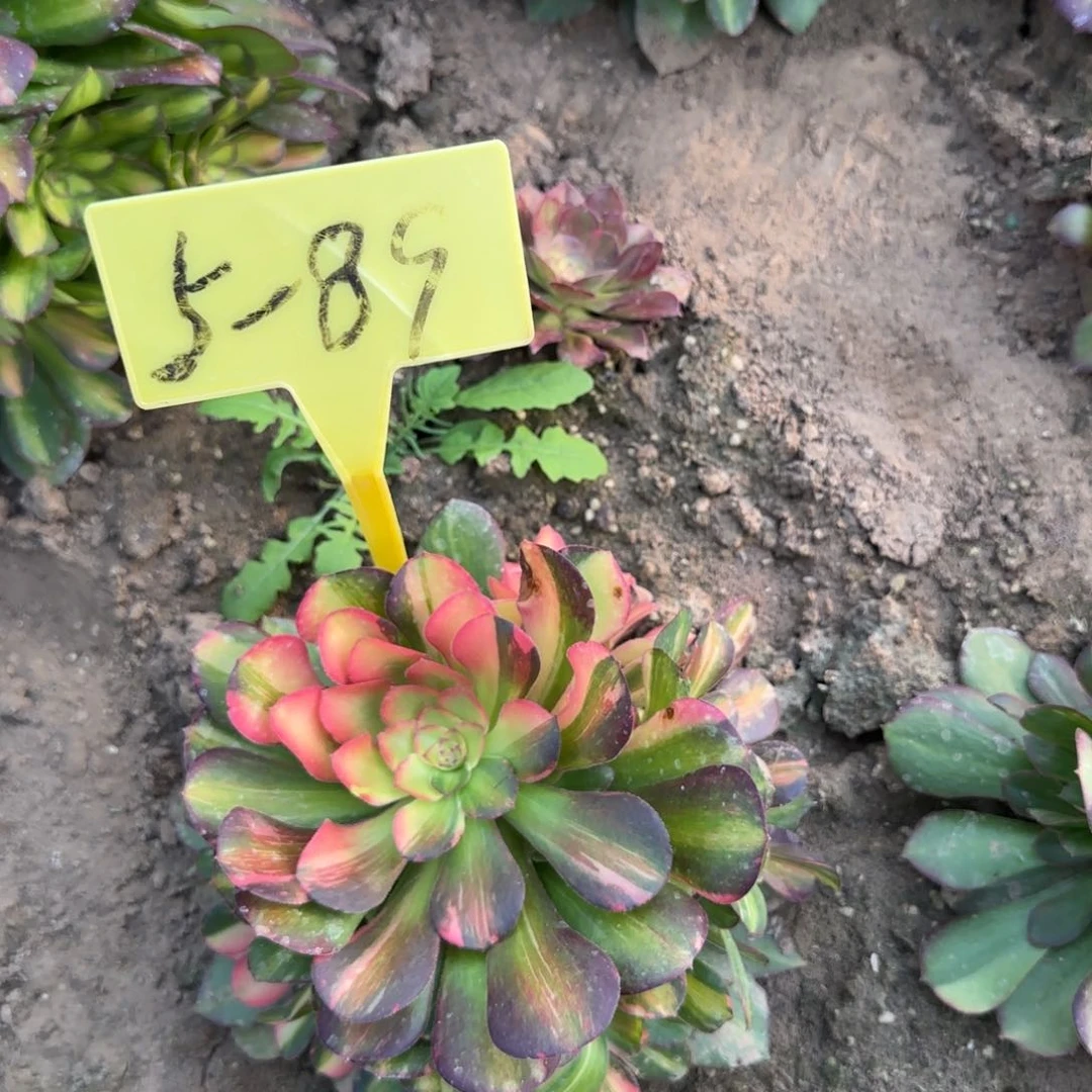 5-89--多头多肉植物