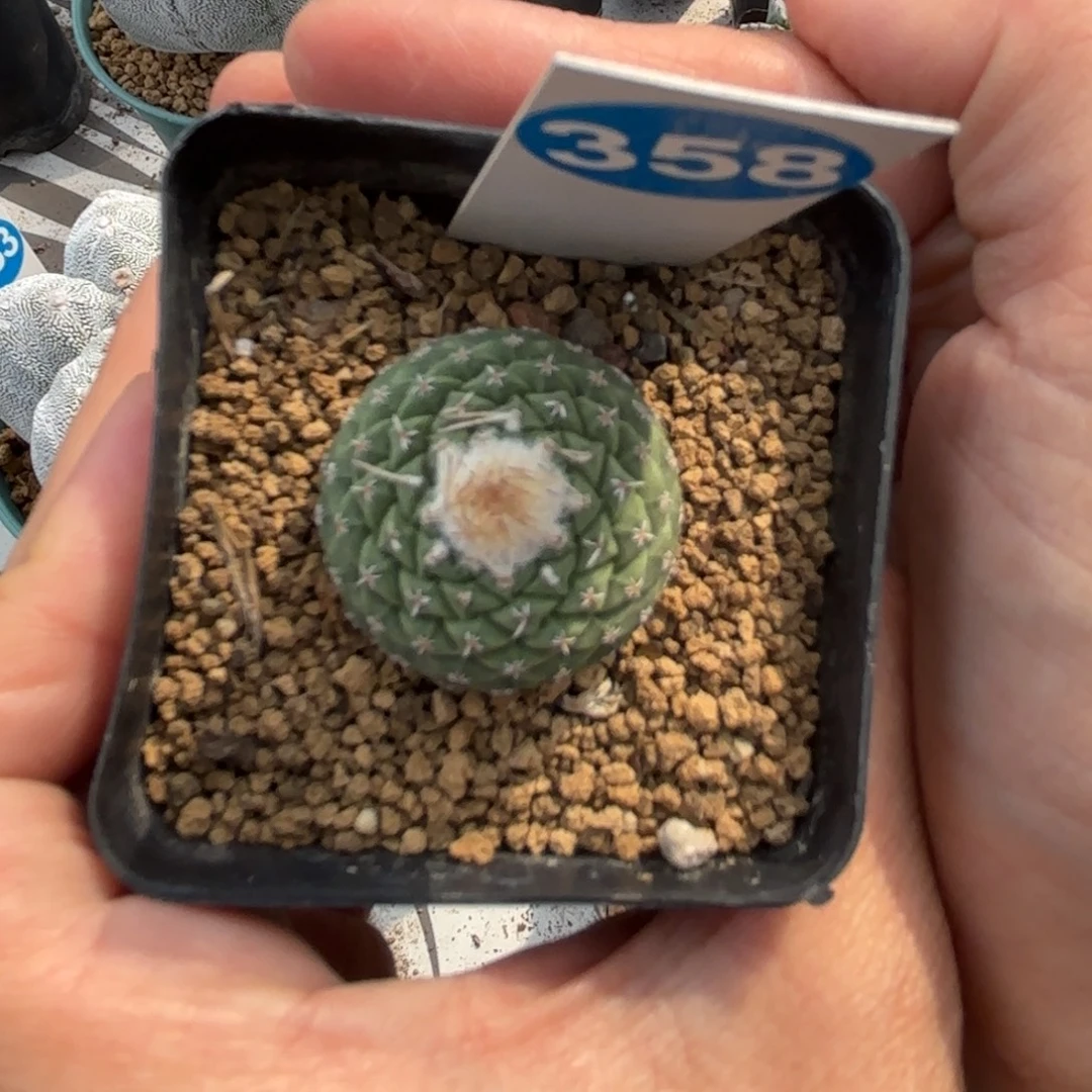 358一物一拍菊水带盆土