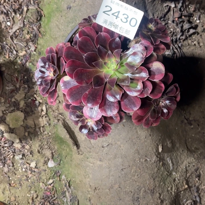 2430美杜莎的人多肉的