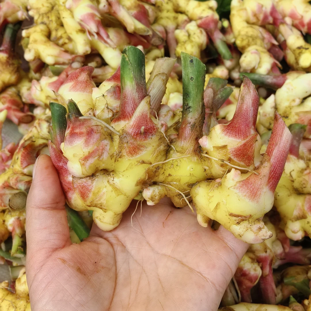 新鲜现挖红芽嫩姜可做泡糖醋姜仔姜鲜生姜的当季蔬菜批发