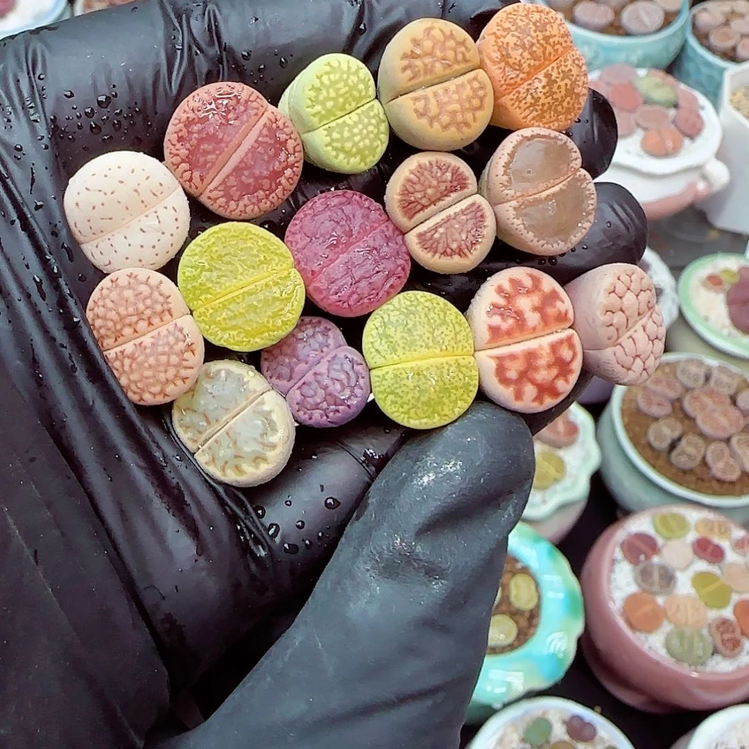 生石花满18包邮1209-119