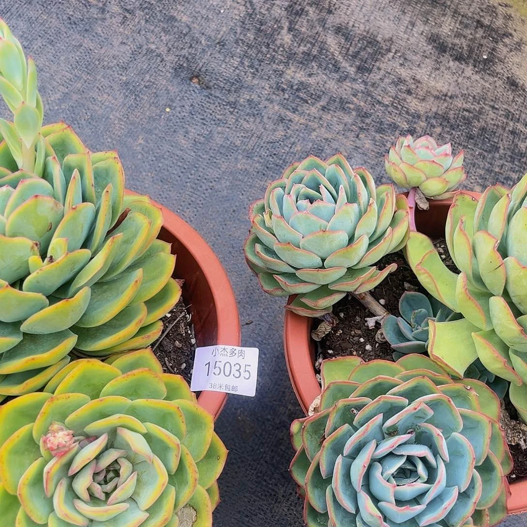 潇***肉晨雷西雷15025