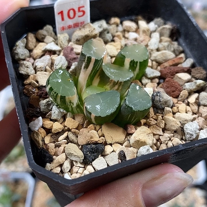 105山之翠万象锦一物一拍