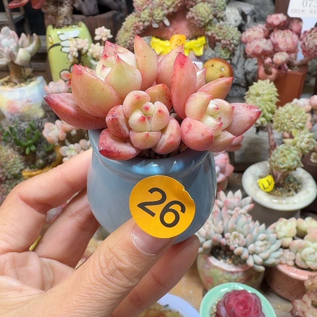 26 多肉含盆土 30元包邮非偏远