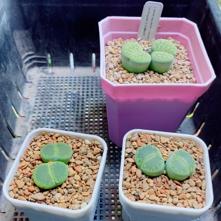 小***俞生石花花花花花花932