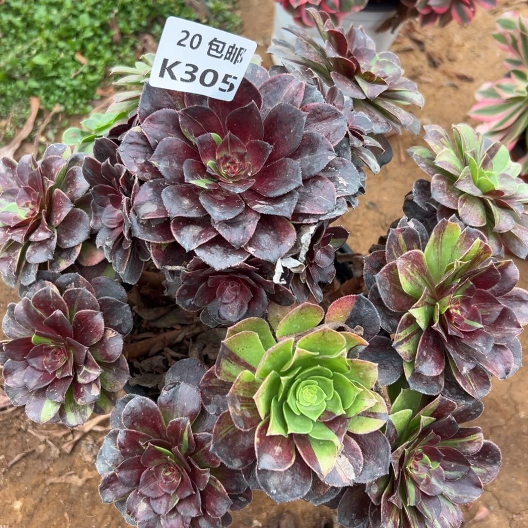 305花月夜，满20包邮嘟叮熊