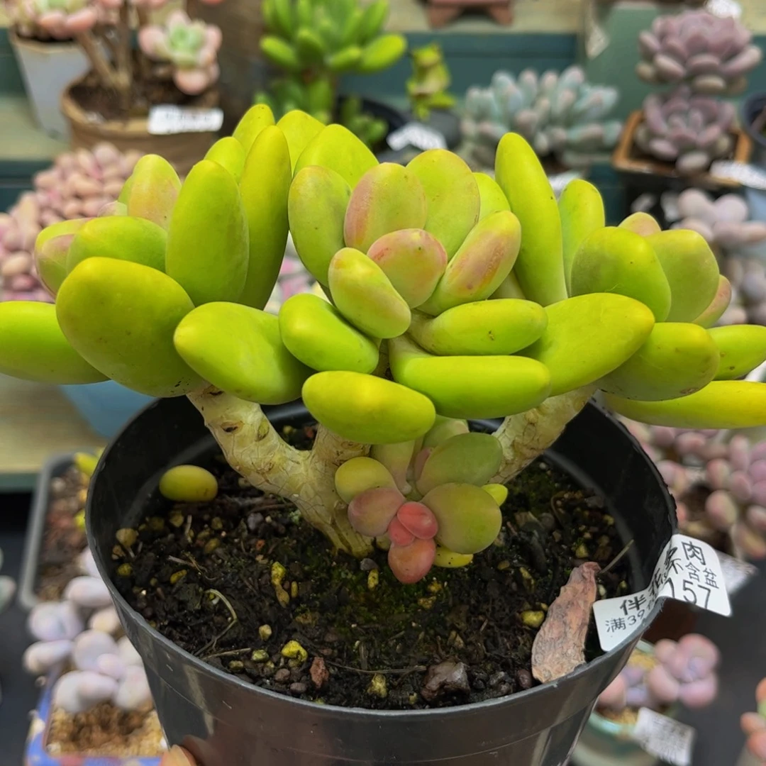1157芒果奶14cm多肉