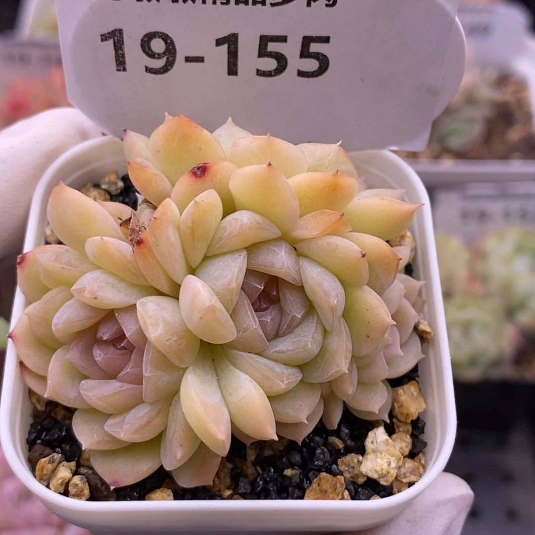 【闪购商品】19-155