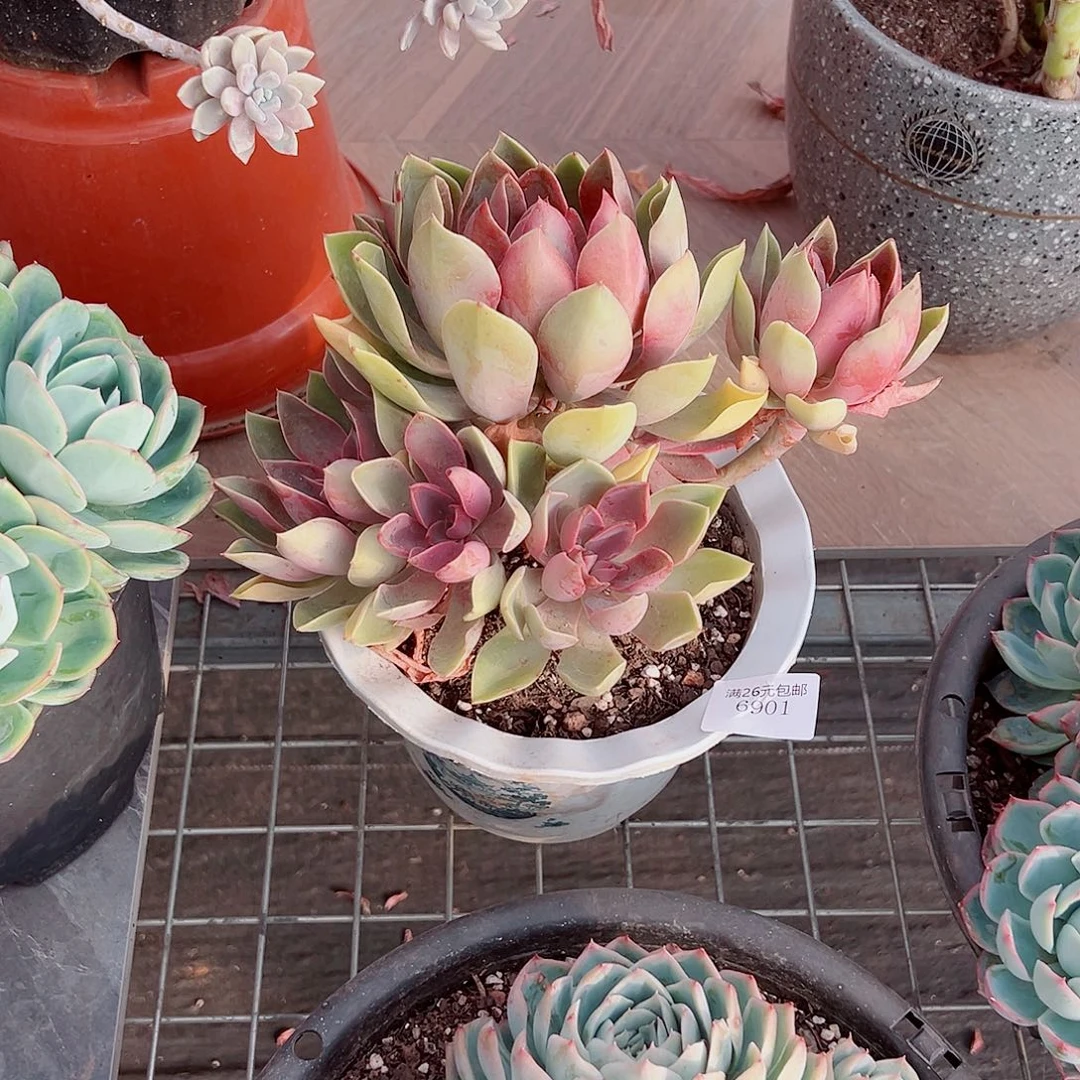淡****生6901紫气东来多肉植物