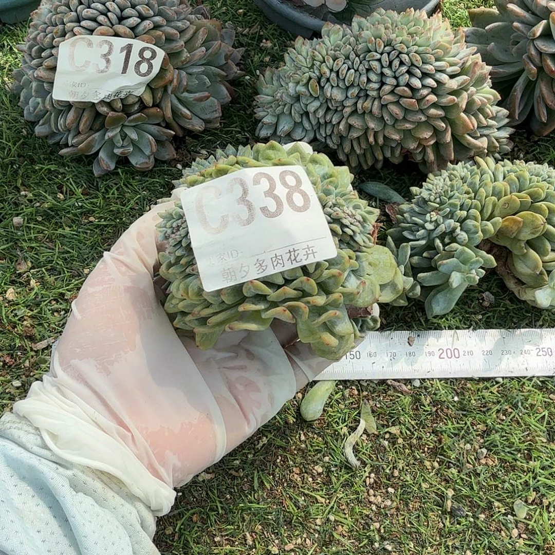 胖***肉星影缀化呀呀呀呀