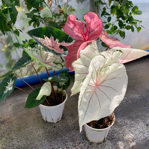 莫妮卡 彩叶芋 观叶植物 直播间一物一拍 盆栽室内绿植净化空气