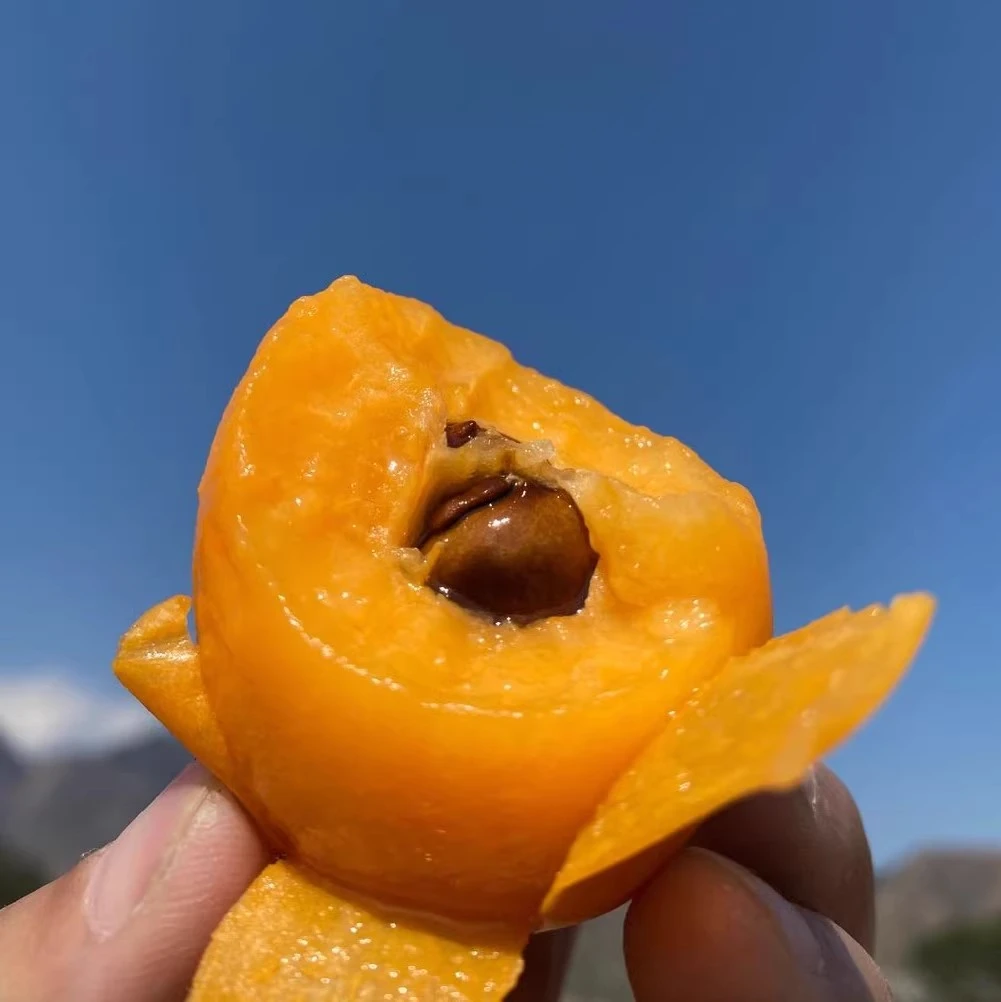 现摘重庆大五星枇杷鲜甜琵琶清甜孕妇水果当季时令水果整箱包邮