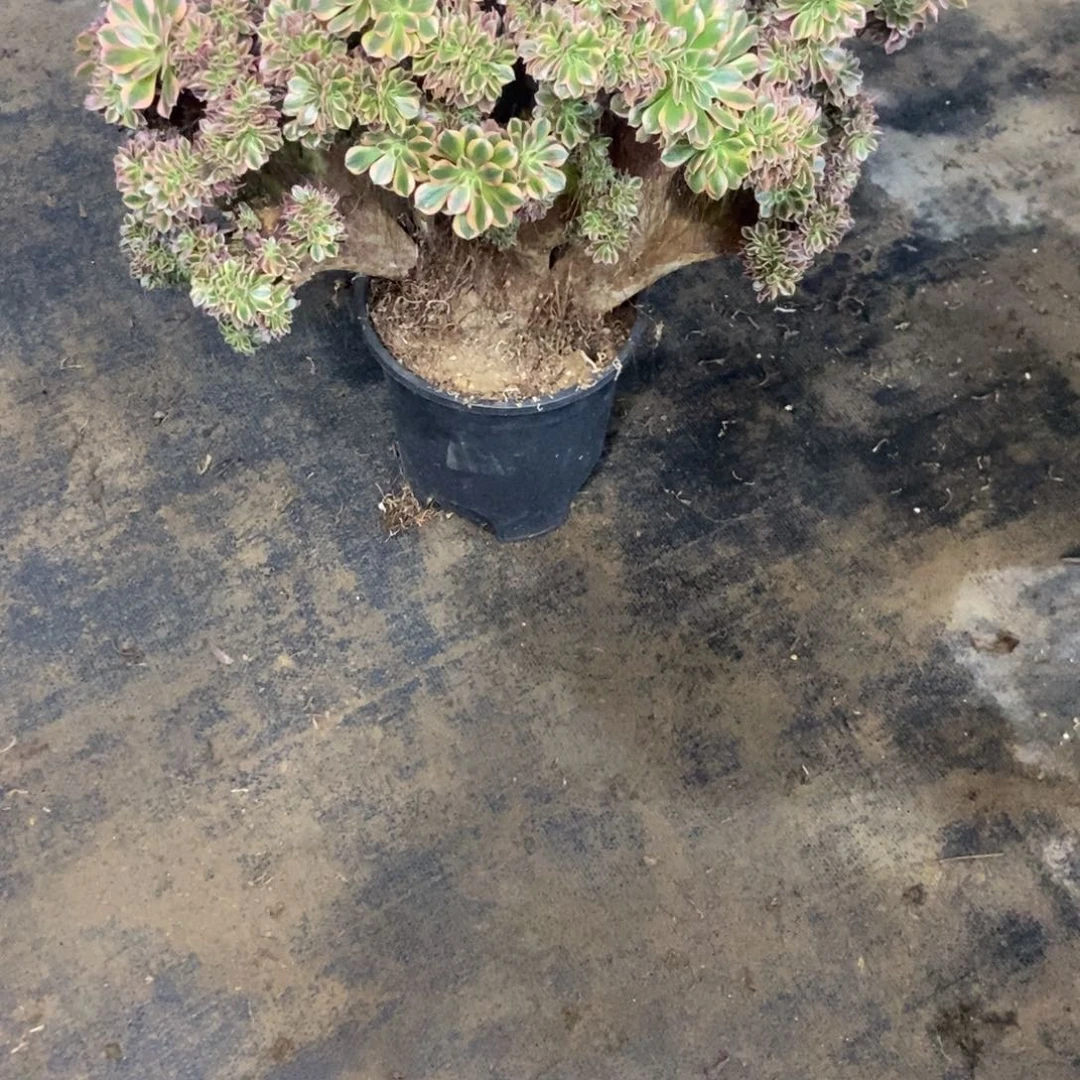 愿***花女神朵朵缀化发货