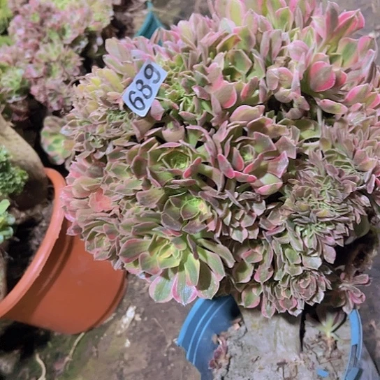 好***磨多肉植物一个有伤