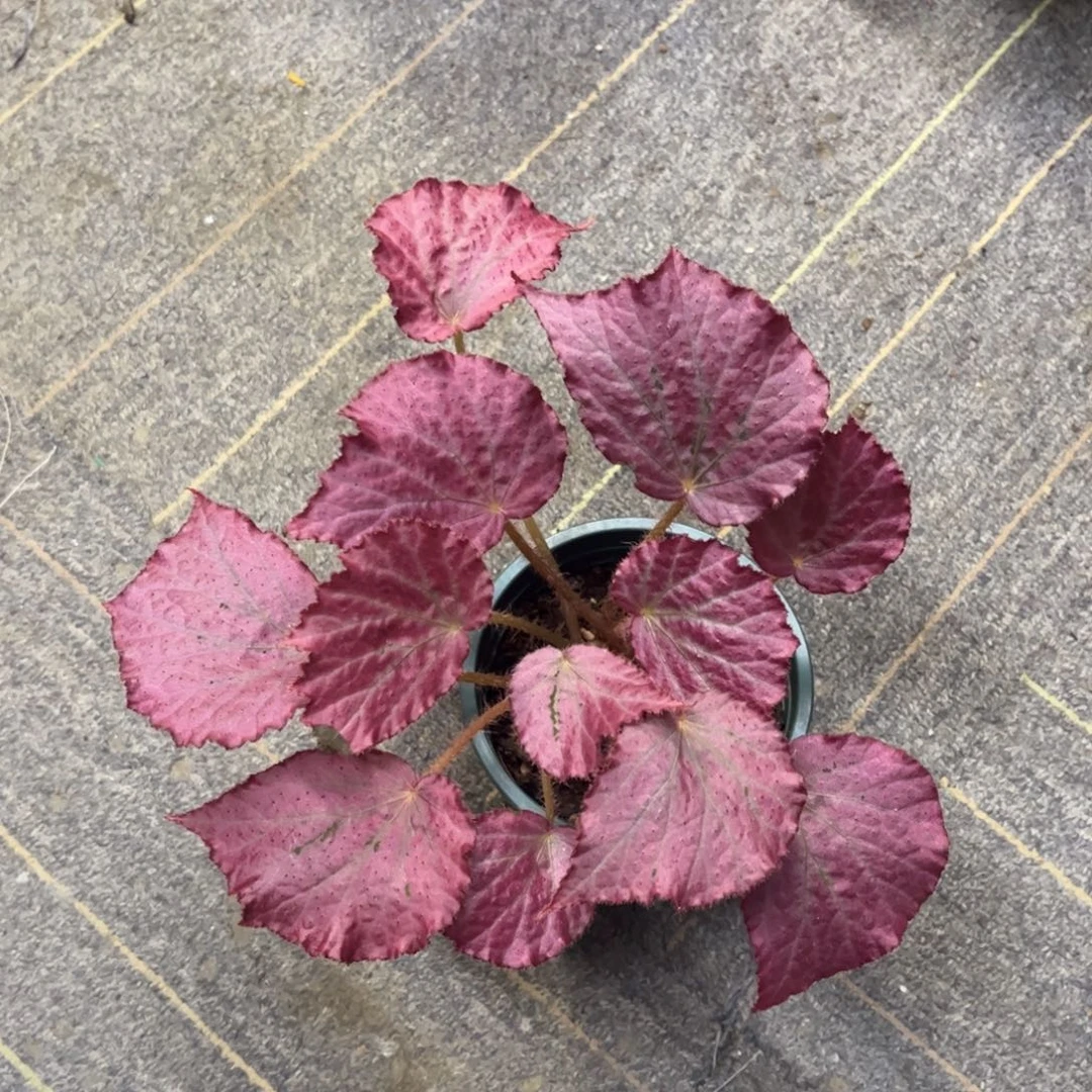 无花朵粉红回忆墨西哥