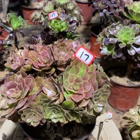 花月夜一物一拍，