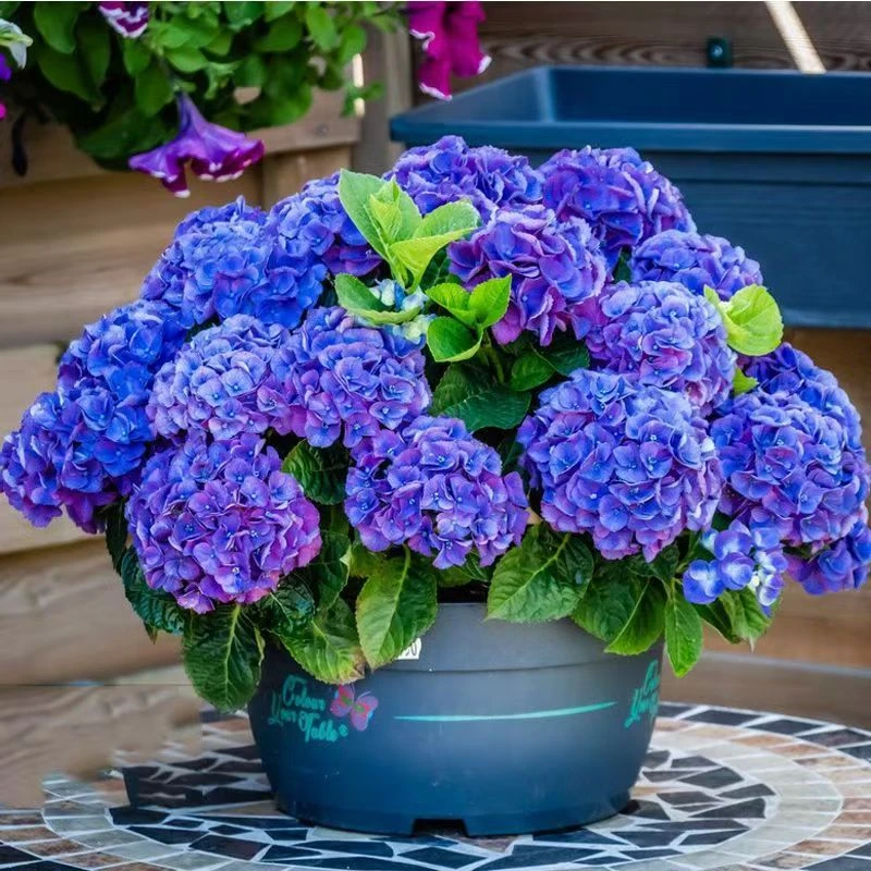 绣球花苗无尽夏大花绣球八仙花室内阳台花盆栽花卉耐寒四季开大花