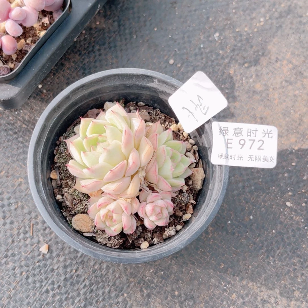 哎***旭972  带陶瓷盆发货 满28包邮